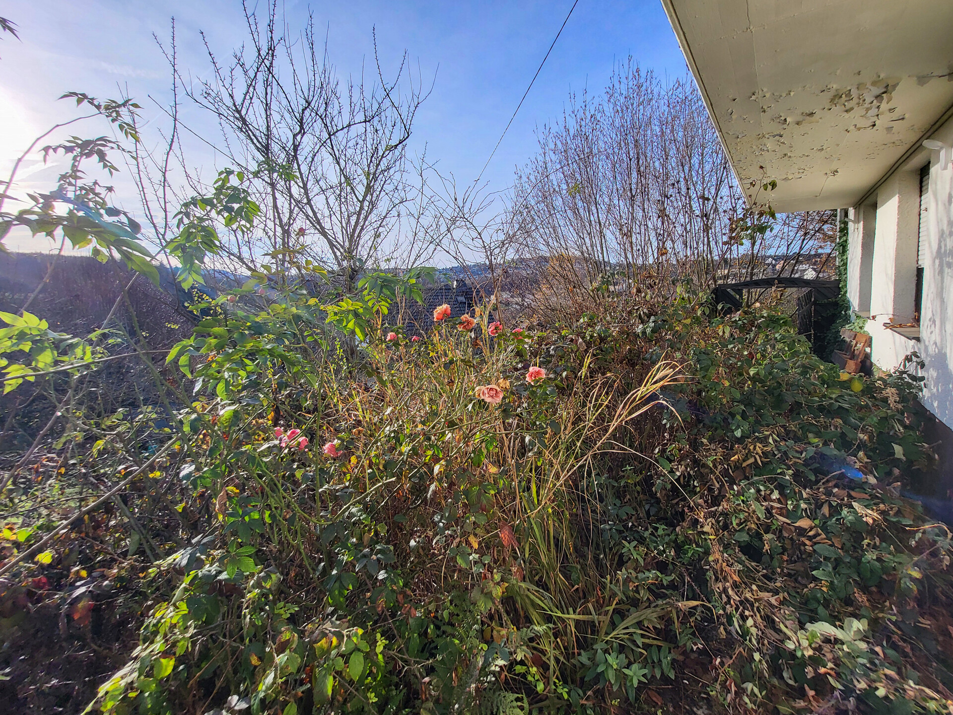 Blick vom Keller zum Garten