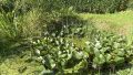 Teich